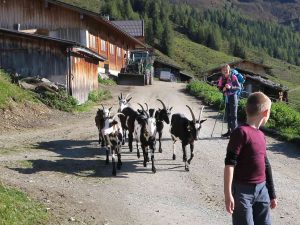 gefuehrte-wanderung-zillertal