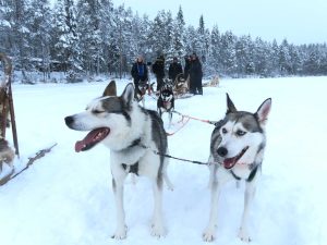 Hundeschlitten-Schneemobil-Reise-Lappland