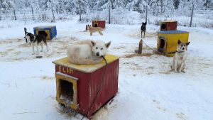 Hundeschlittenfahren-Aktivurlaub-im-Yukon