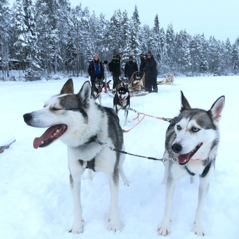 Hundeschlitten-Schneemobil-Reise-Lappland